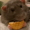 ratSnack emote