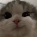 catsmirk emote