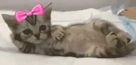 lejuCute animated emote