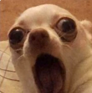 screaming_chihuahua emote