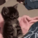 catCheck emote
