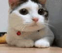 btscat1