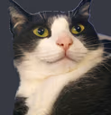 cat emote