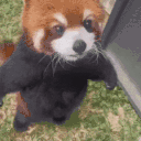 Treats animated emote