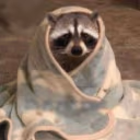 RaccoonCozy emote