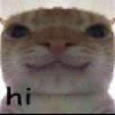 Cat_Hi emote