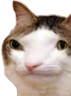 kiisu_dumb emote