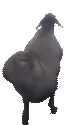 Package animated emote