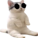 catsittingverycomfortablecool emote