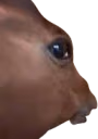 horse emote