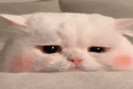 Sadly animated emote