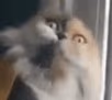 Da_Fa_Kitty emote
