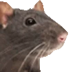 RatJam emote