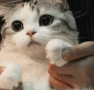 CatPaws emote