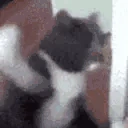 catSmash emote