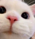 hello emote