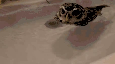 swimin emote