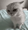 Headbutt emote