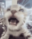 yapping emote
