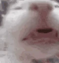 funnywhitecat7 emote
