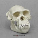 monkeskull emote