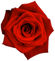 red_rose_flower emote