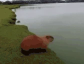 capyLeave emote