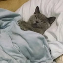 sleep_cat2 emote