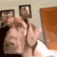 angry_dog emote