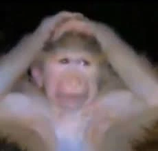 monkey_hand emote
