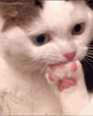 cateatpaw emote