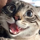CE_CatPoggies emote