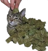 weed_cat emote