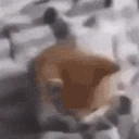 dubstepcat emote