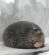 CuteSeal emoji