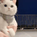 Catgiff emote