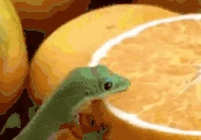 Orange emote