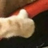 catThumb emote
