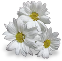 flowers_white emote