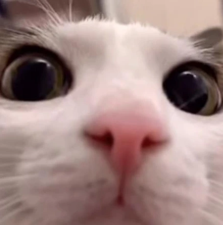 Cat_mem222 emoji