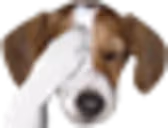 FailerZ emote