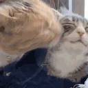 lizun emote