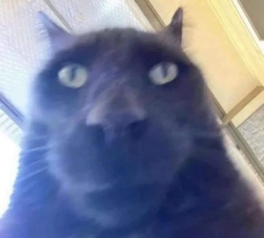 ok_cat_stare emote