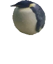 CangrBounce emote