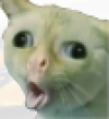 strangecat