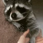 CE_Raccoon3 emote