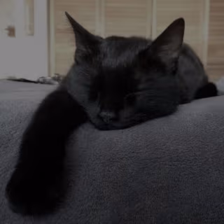 xan emote