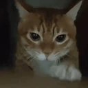 WhatTheFuckDidYouJustFuckingSayAboutMeYouLittleBitch_IllHaveYouK emote