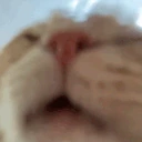 catLICK emote