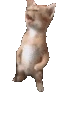 meow emote